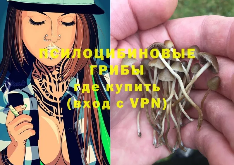 купить наркоту  ОМГ ОМГ онион  Галлюциногенные грибы Psilocybe  Муром 